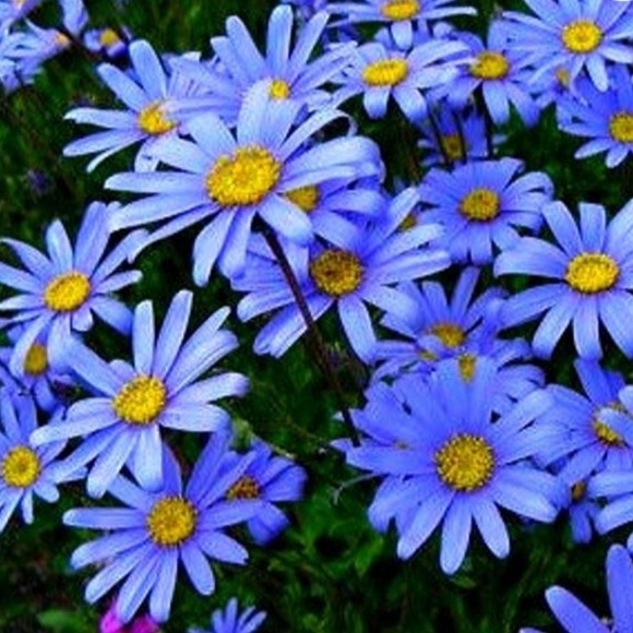 bluemarguerite